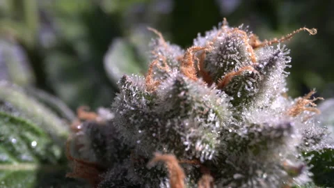 Macro Marijuana Bud Weed Stock Footage 137563310