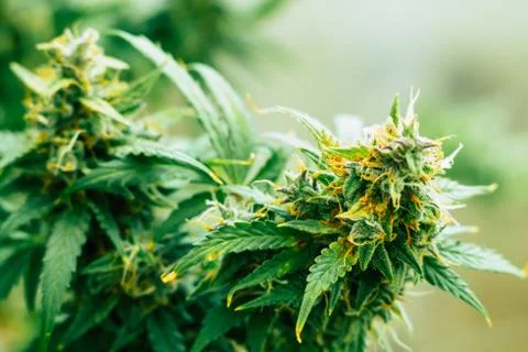 Macro of marijuana cbd thc. Concepts of legalizing medicinal herbs weed, bud Фото