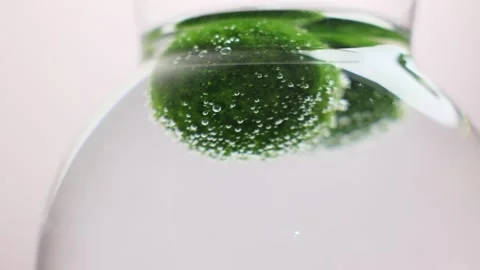 Macro Marimo Moss Ball with Oxygen Bubbles in Water Glass Jar Green Algae Detail Stock Footage 335779784
