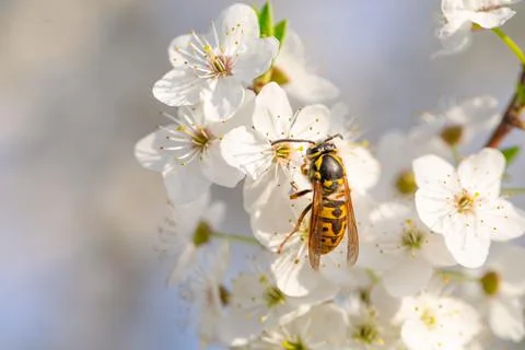 Macro Marvel: A Wasp Perched on the White Blossom of a Tree Stock Photos