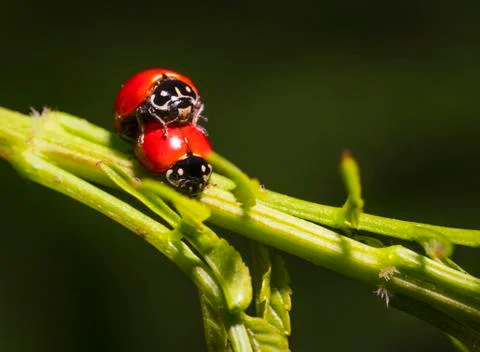 Macro mating lady bug insects on leaf Stock Photos