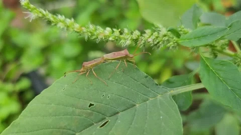Macro of Mating Rice Bugs on Amaranth Leaf in Garden 库存影片 337546751
