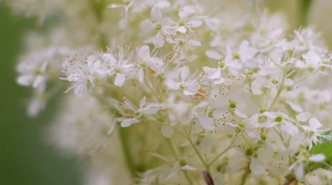 Macro meadowsweet 스톡 동영상 65988196