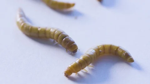 Macro mealworms on white Stock-Footage 70174167
