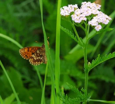 Macro of a melitaea celadusssa the southern heath fritillary butterfly on a Stock Photos