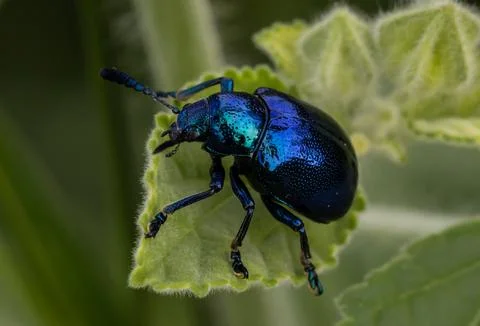 Macro of a metallic blue leaf beetle on a green leaf 스톡 사진