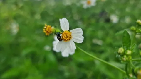 Macro of Metallic Green Bottle Fly Feeding on Nectar inside Video stock 331259680
