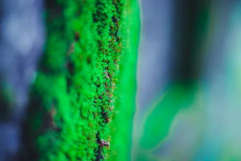 Macro of Micro Plants under Life Magnification Size Stock Photos