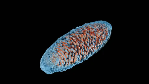 Macro Microbe On A Transparent Background Stock Footage 116603297