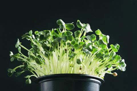 Macro microgreen Stock Photos