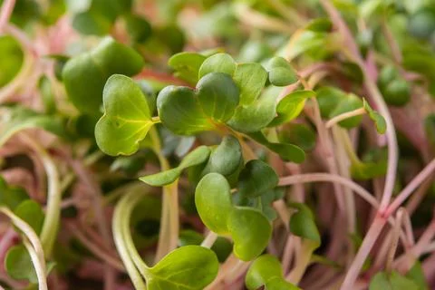 Macro microgreens, selective focus Stock Photos
