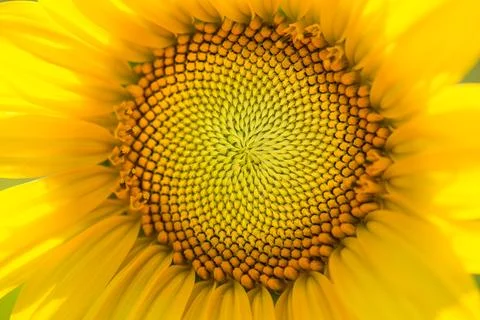 Macro of middle of a sunflower 写真素材