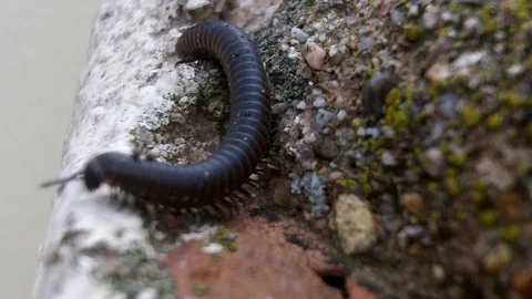 Macro Millipede Crawling on Rock – Many Legged Arthropod in Nature Stock Footage 103286316