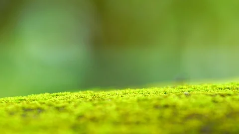 Macro Millipede in the nature Stock Footage 87024982