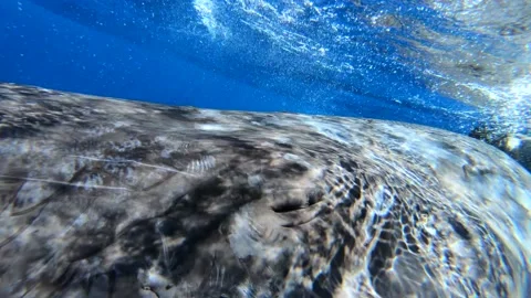 Macro mode of eyes of sperm whale and fish - clingers on his body. Stock Footage 236567074
