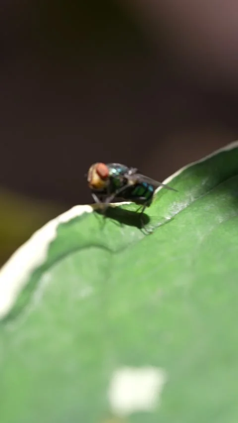Macro mode of a green fly on a leaf Stock Footage 311565838