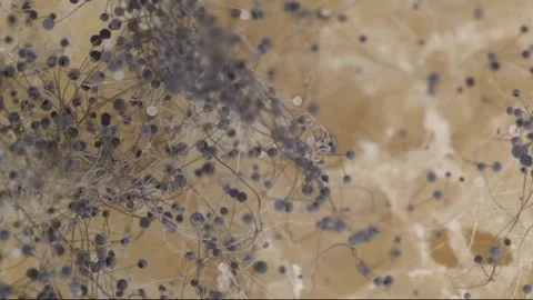 Macro Of Mold On Bread. Moldy food. Black mold growing on rye mixture bread Stock Footage 133156144