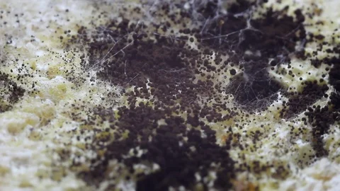 Macro Of Mold On Food, Bread Stock Footage 93330721