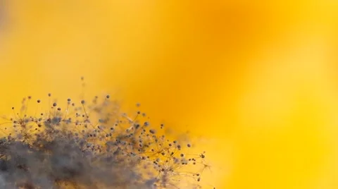 Macro of mold Stock Footage 43983994