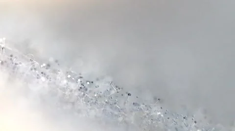 Macro of mold Stock Footage 43985882