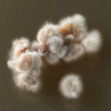 Macro of a mold growing on agar medium 스톡 사진