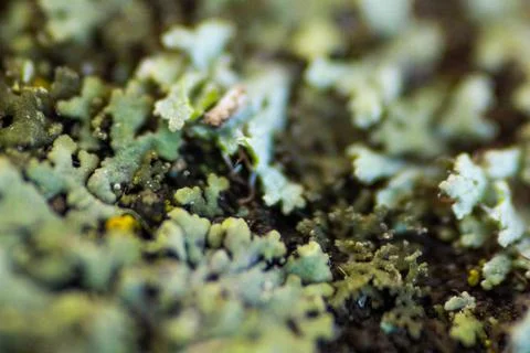 Macro mold Stock Photos