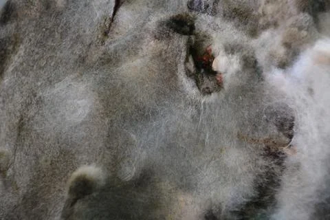Macro of mold relief Stock Photos