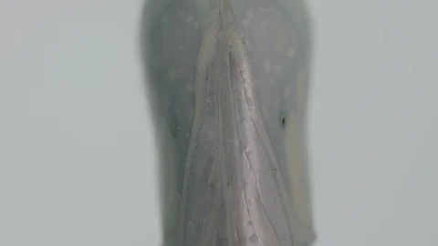 Macro monarch butterfly chrysalis Vídeos de archivo 113372128