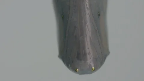 Macro monarch butterfly chrysalis Vídeos de archivo 113372585