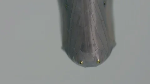 Macro monarch butterfly chrysalis Vídeos de archivo 113373124