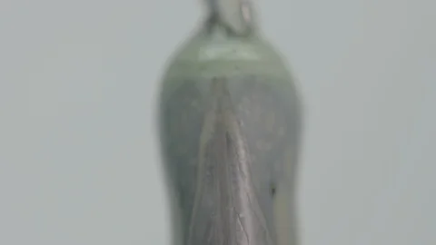 Macro monarch butterfly chrysalis Vídeos de archivo 113373904