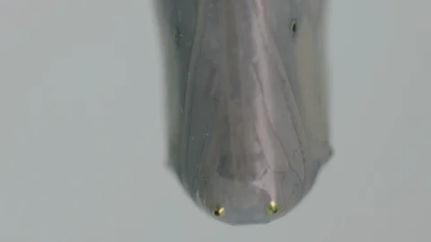 Macro monarch butterfly chrysalis Vídeos de archivo 113374028