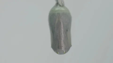 Macro monarch butterfly chrysalis Vídeos de archivo 113374175