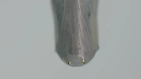 Macro monarch butterfly chrysalis Vídeos de archivo 113374181