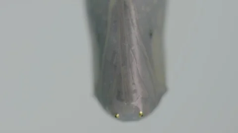Macro monarch butterfly chrysalis Vídeos de archivo 113374187