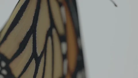 Macro monarch butterfly Vídeos de archivo 113377969