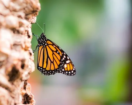 Macro of a Monarch butterfly Stock Photos