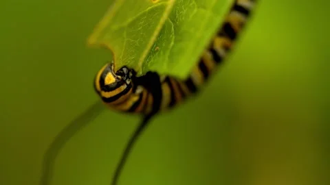 Macro Monarch catepillar eats green leaf  Stock Footage 205014407