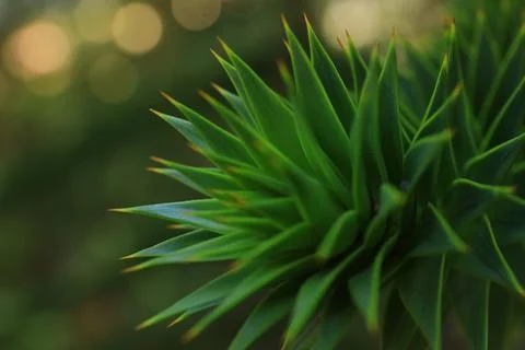 Macro of Monkey Puzzle Tree Branch in Patagonia 写真素材