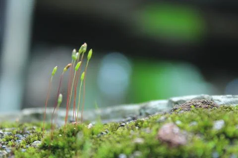 Macro moos Stock Photos