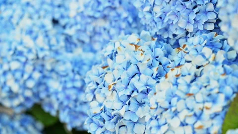 Macro Mophead Hydrangea Flowers Shrub Peak Spring Bloom Backyard Organic Summer Stock Footage 338039031