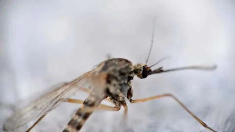Macro of mosquito on isolated background prevention of virus carrier insect 動画素材 334659289