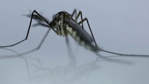 Macro of mosquito on isolated background prevention of virus carrier insect Vidéo 334659677