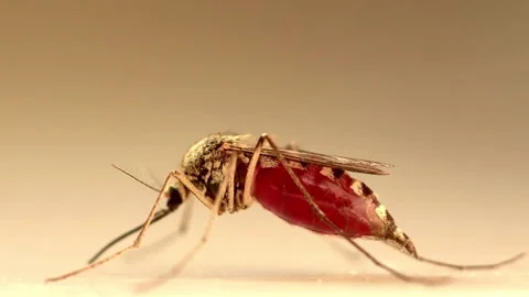 Macro of mosquito on isolated background prevention of virus carrier insect Vídeos de archivo 334659717