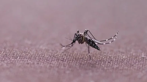 Macro of mosquito on isolated background prevention of virus carrier insect 動画素材 334659743
