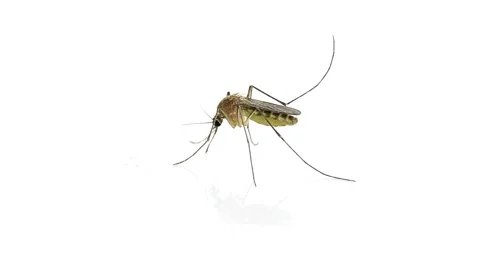 Macro of mosquito on isolated white background prevention of virus carrier Vídeos de archivo 334659259