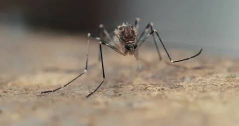 Macro mosquito moving leg when another bug comes by Stock Footage 261653415