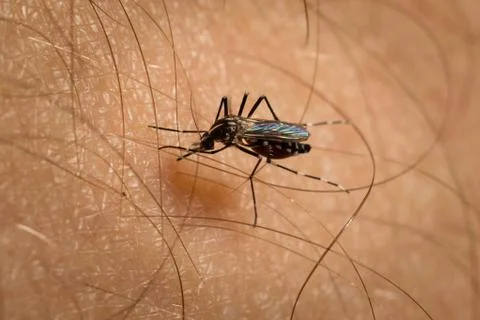 Macro mosquito Stock Photos