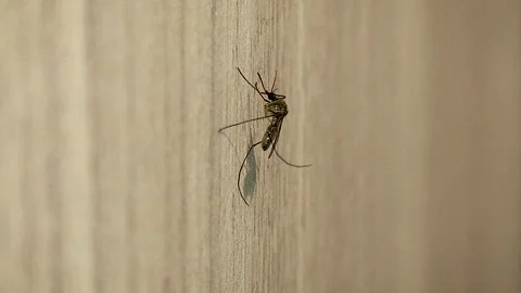 Macro mosquito on wall surface showing insect detail and indoor pest concept Video stock 332615172