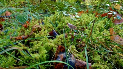 Macro moss and dead leaves McKenzie River Valley Oregon 1 Stock Footage 81769137